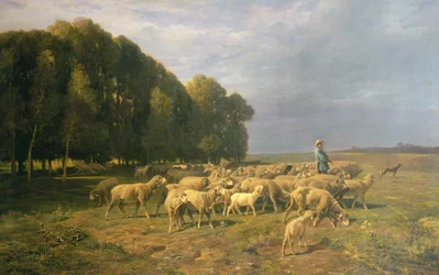 Stado owiec w krajobrazie